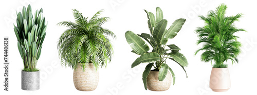 Plants in 3d rendering. Beautiful plant in 3d rendering isolated.