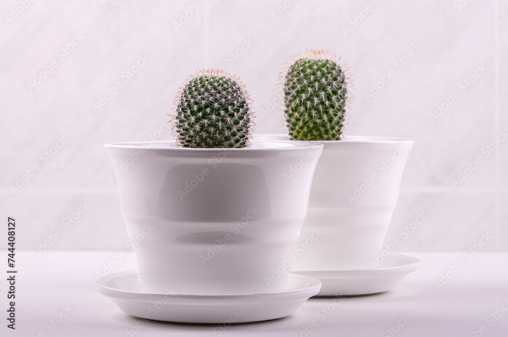 Succulent houseplant cactus in a pot on a white shelf. 