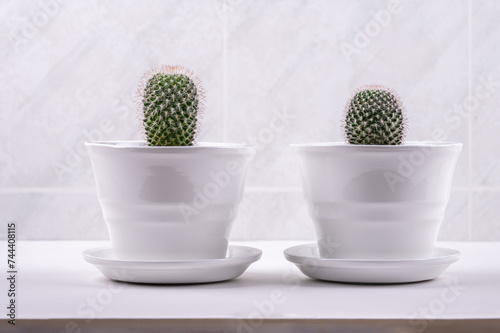 Succulent houseplant cactus in a pot on a white shelf. 