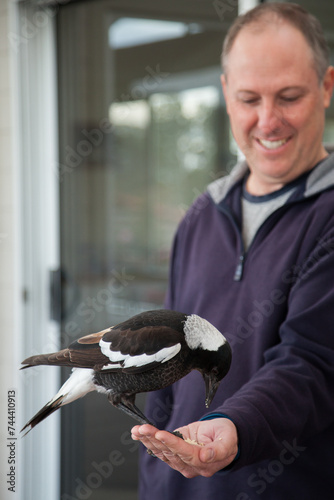 Friendly wild magpie resting on mans hand for food photo