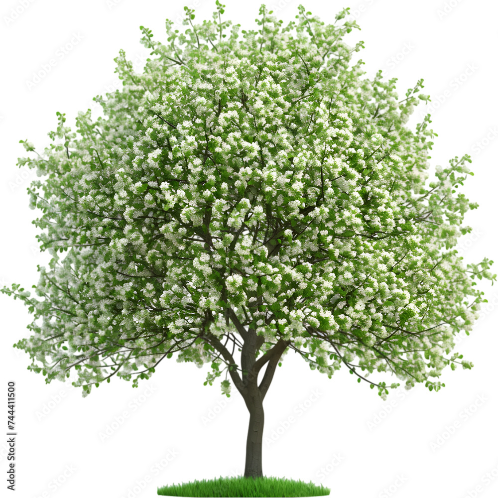 spring tree on white or transparent background, png spring tree on white or transparent background, png