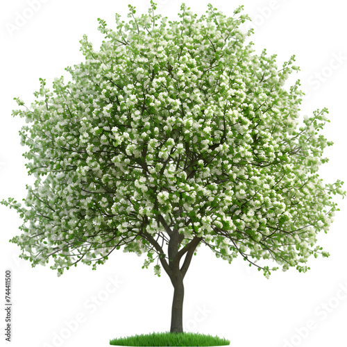 spring tree on white or transparent background  png 
