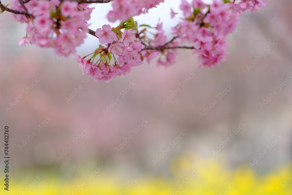 Obraz premium まだ寒さが厳しい2月、早咲きの河津桜が咲き始める。春の気配を感じる神戸の西郷川河口公園