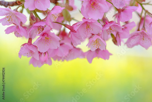 菜の花畑に咲く河津桜。鮮やかなビタミンカラーの黄色とピンク