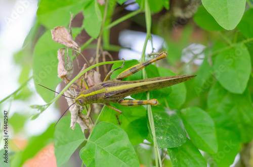 Green Grasshopper on Green Leaves