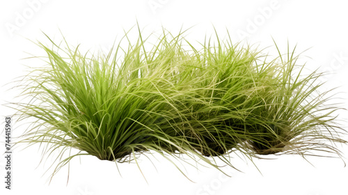 tussock of grass on white or transparent background, png file