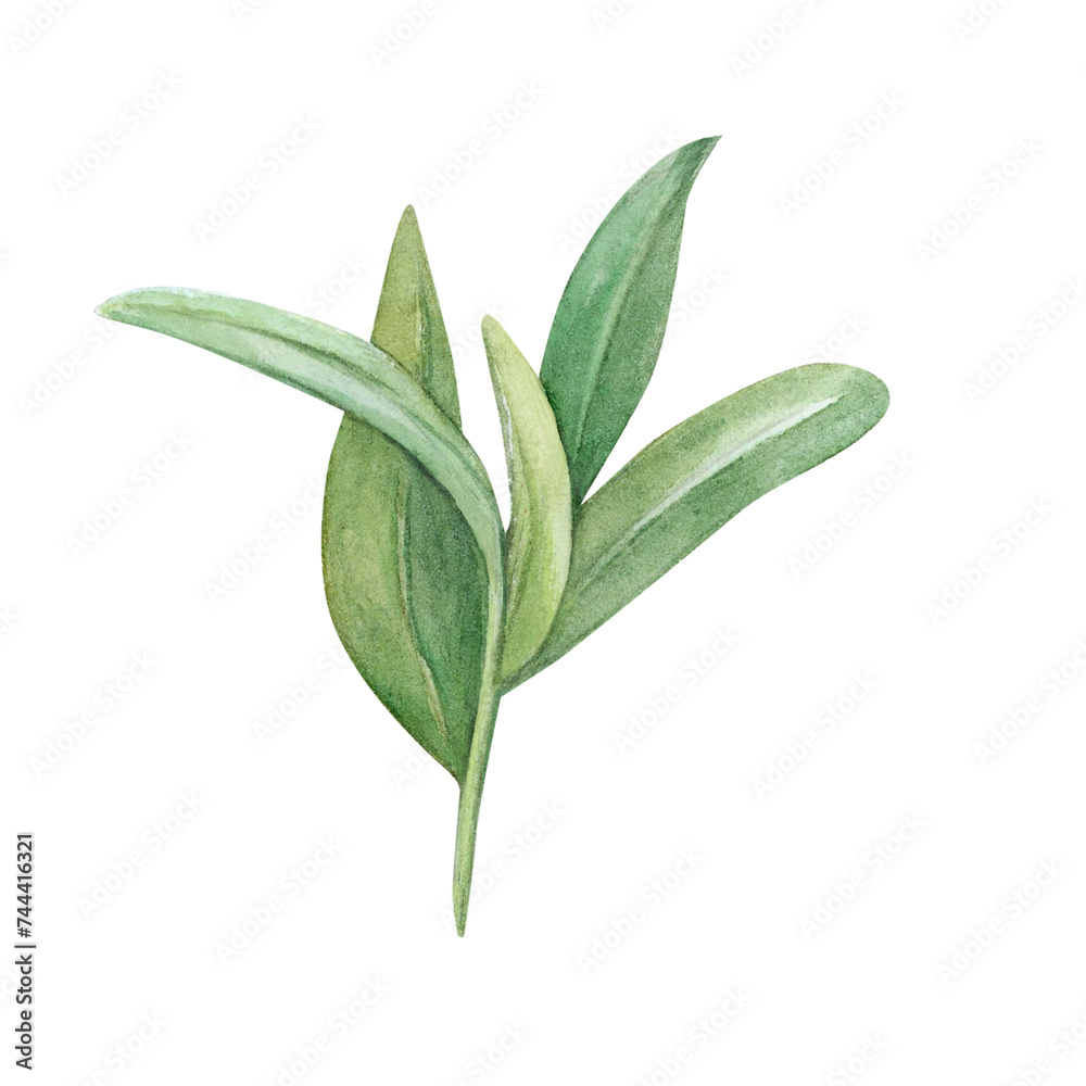 Grass twig leaves watercolor drawing. Field spring plant green illustration. Olive cranberry branch isolated white background