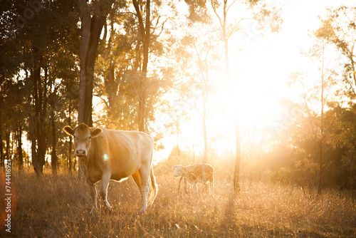 Light coloured cow in paddock with lens light flare photo