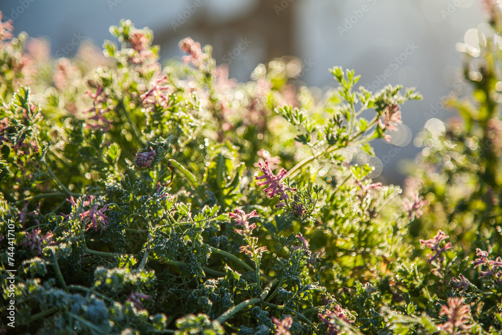 Ground cover plant with flowers covered in frost and dew Ground cover plant with flowers covered in frost and dew