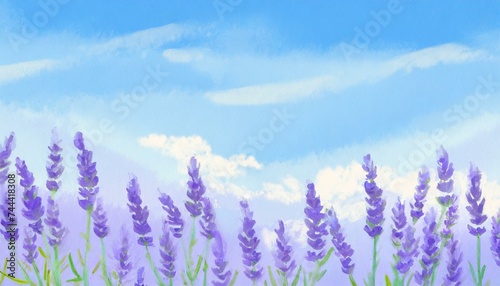 Lavender field