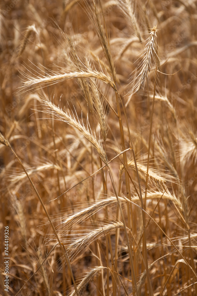 Wheat plantation in farm on the mountains of Mendoza, Argentina Wheat plantation in farm on the mountains of Mendoza, Argentina