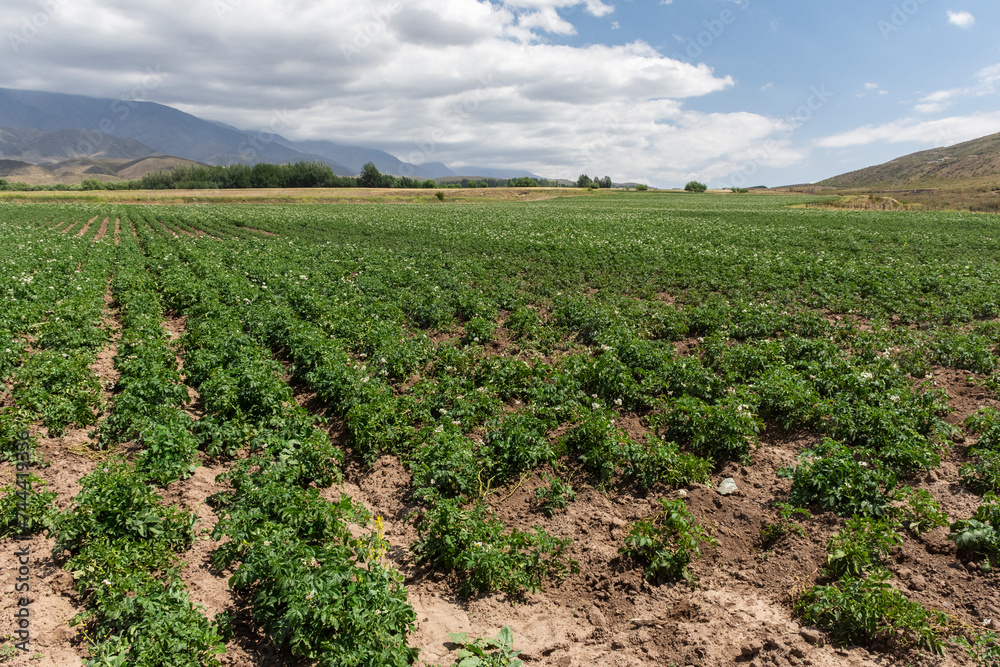 Potato plantation in farm on the mountains of Mendoza, Argentina