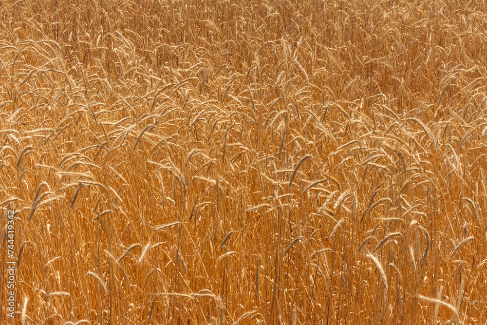 Wheat plantation in farm on the mountains of Mendoza, Argentina
