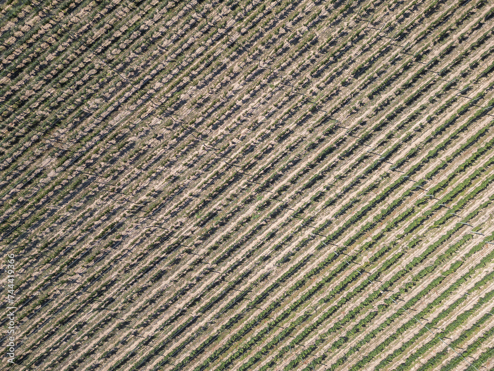 Beautiful aerial view to vines and grape plantations for winery Beautiful aerial view to vines and grape plantations for winery