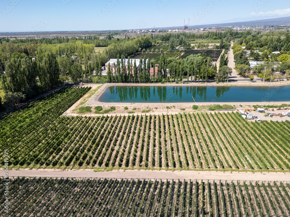 Beautiful aerial view to vines and grape plantations for winery