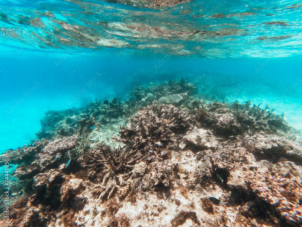 Underwater evidence of coral bleaching on reef