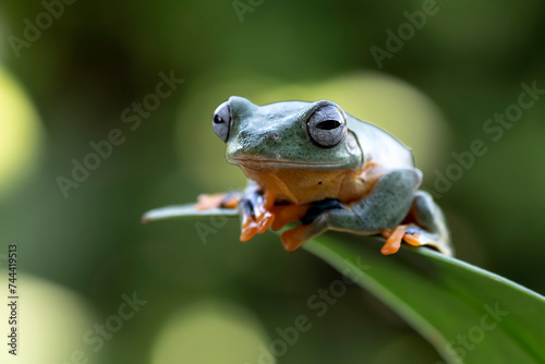 Green tree frog hanging on a leaves