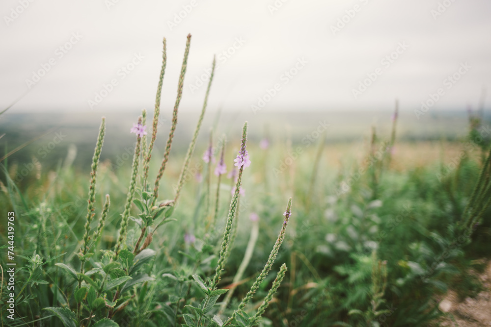 Purple wildflowers in prairie on cloudy summer day with copy space