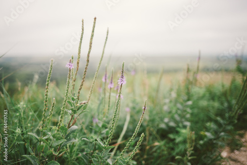 Purple wildflowers in prairie on cloudy summer day with copy space