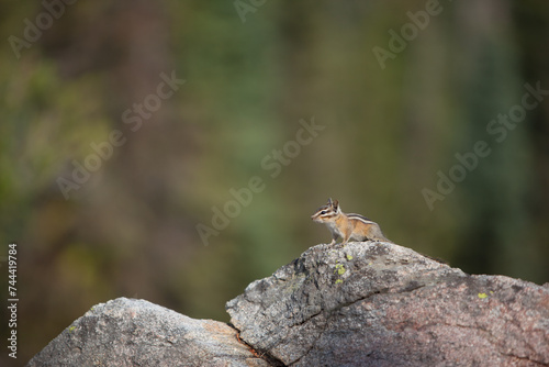 Chipmunk Standing Granit Rock Proud © Cavan