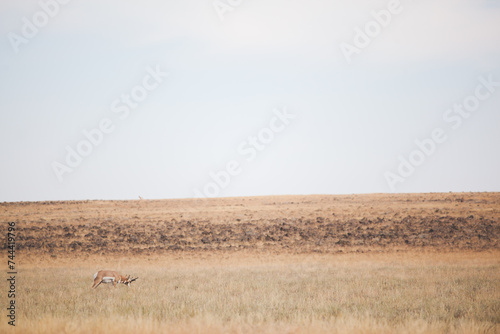 Pronghorn Feeding Grassland Desert Bolder Field photo