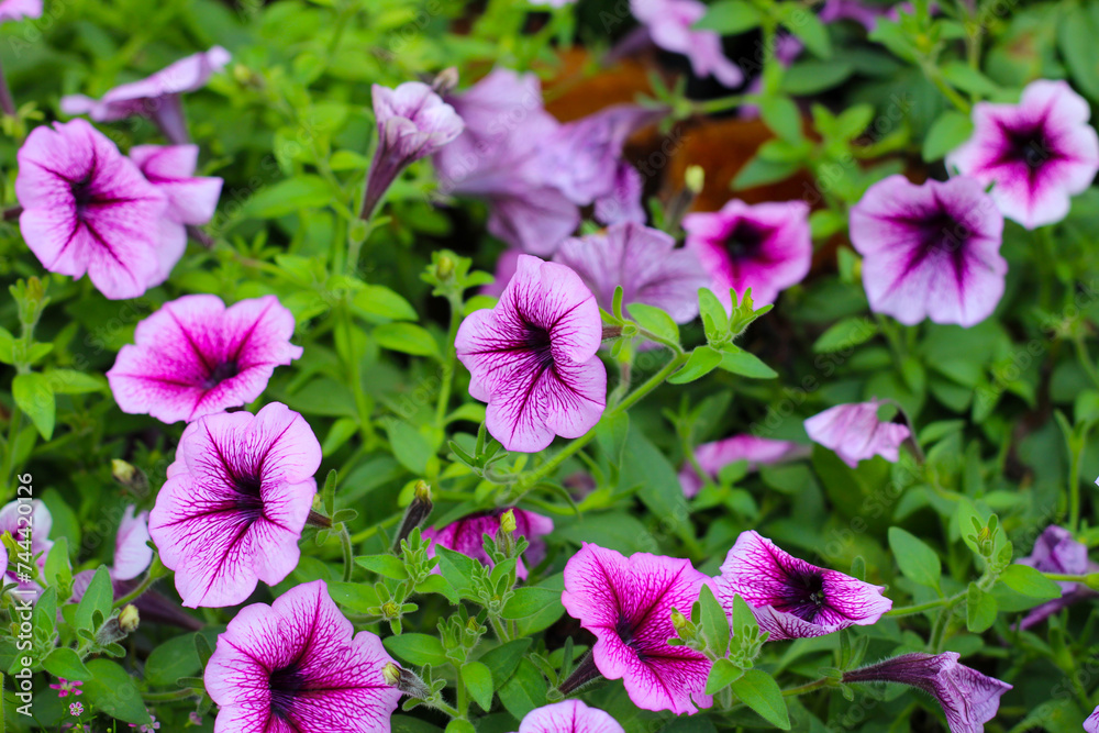 Supertunia flowers blooming in the garden Supertunia flowers blooming in the garden