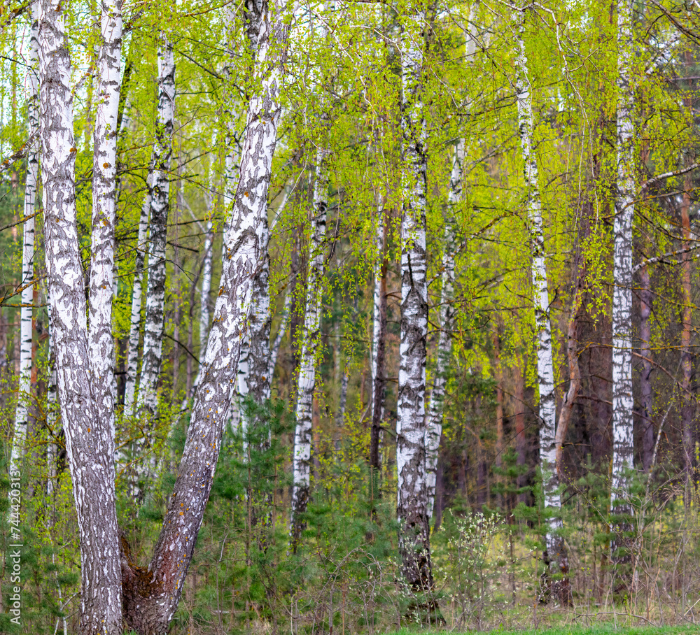 Fototapeta premium Birches in the forest in spring