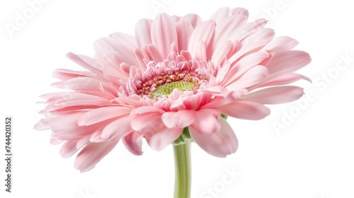 very beautiful African daisy flowers on a white background
