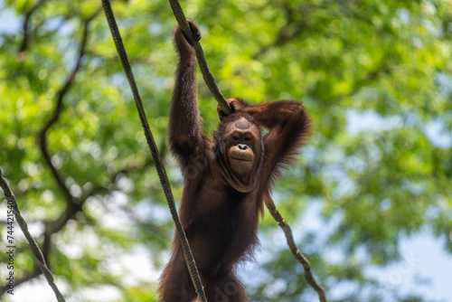 Orang Utan climbing