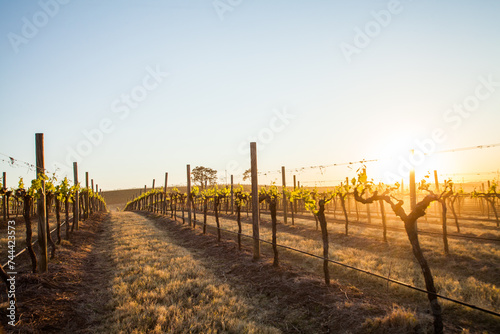 Vineyards in Spring under a clear blue sky in Hunter Valley