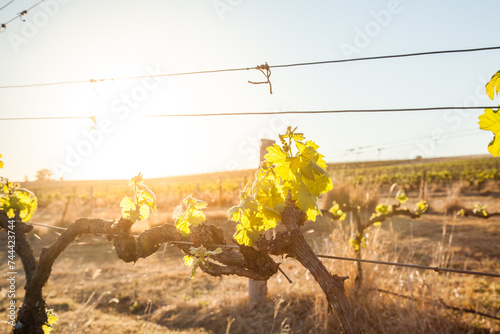 Sunlight shining through new leaves budding in grapevine in Hunter Valley vineyard