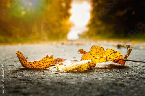 Golden autumn leaves on the ground, with sund shining in the background photo