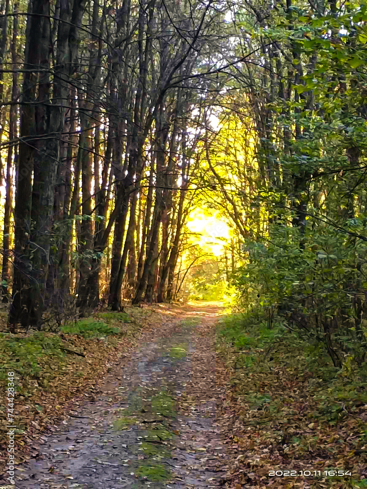 Fototapeta premium path in the forest
