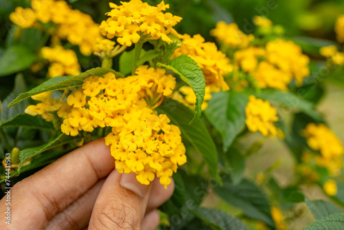 Photos Small yellow flower west indian lantana on the green garden