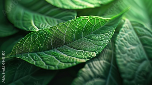 Macro photography of vibrant green leaves with visible veins. Nature and plant life background concept