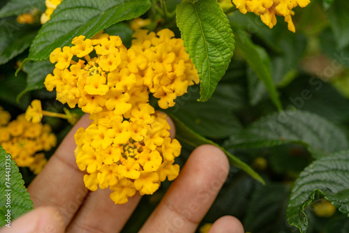 Small yellow flower west indian lantana on the green garden. Photo is suitable to use for nature background, botanical poster and garden content media. photo