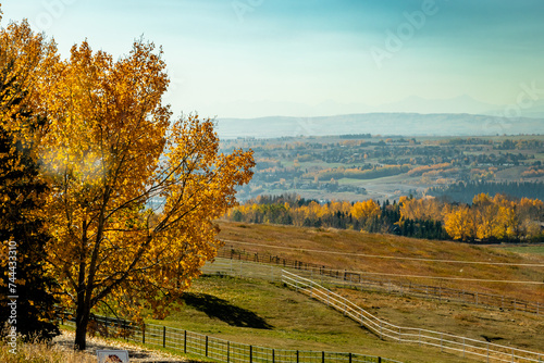 Fall colours border farmers fields. Rockyview County, Alberta, Canada