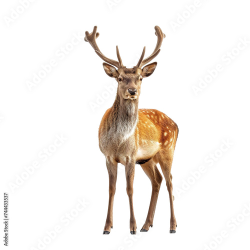 Fallow deer isolated on transparent background © zenith