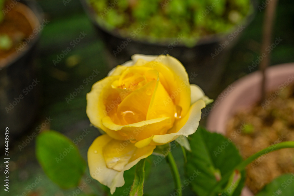 Fresh yellow rose Rosa Foetida Perciana on the garden. The photo is suitable to use for botanical content media and flowers nature photo background. Fresh yellow rose Rosa Foetida Perciana on the garden. The photo is suitable to use for botanical content media and flowers nature photo background.