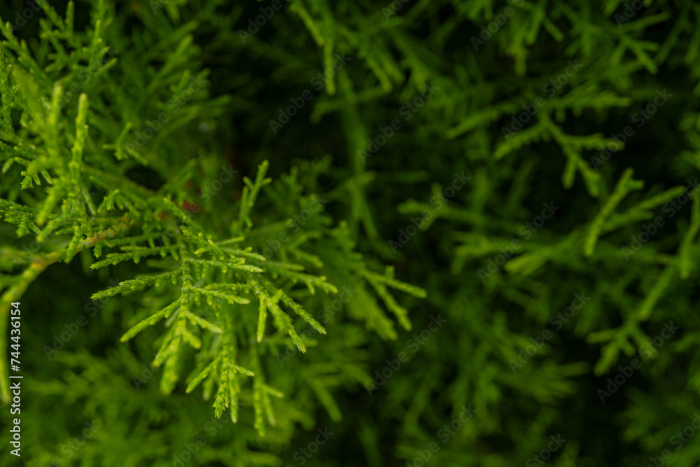 Texture green leaf background of the cupressus torulosa The photo is suitable to use for botanical background, nature poster and flora education content media. Texture green leaf background of the cupressus torulosa The photo is suitable to use for botanical background, nature poster and flora education content media.
