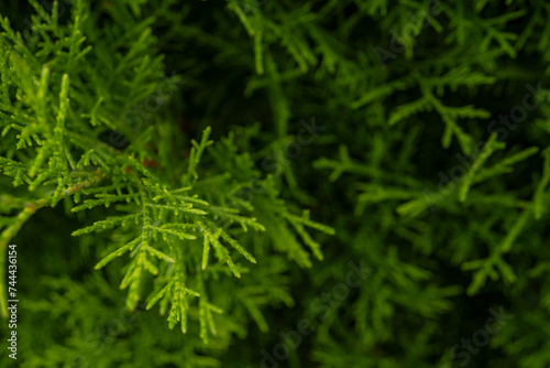 Texture green leaf background of the cupressus torulosa The photo is suitable to use for botanical background, nature poster and flora education content media.