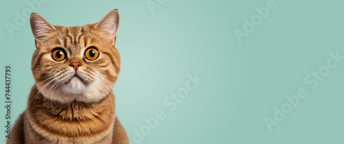 Portrait of a Scottish cat on a green background. Copy space.
