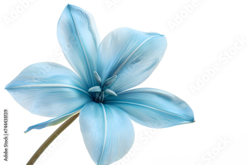 Close up of light blue flower on a white background