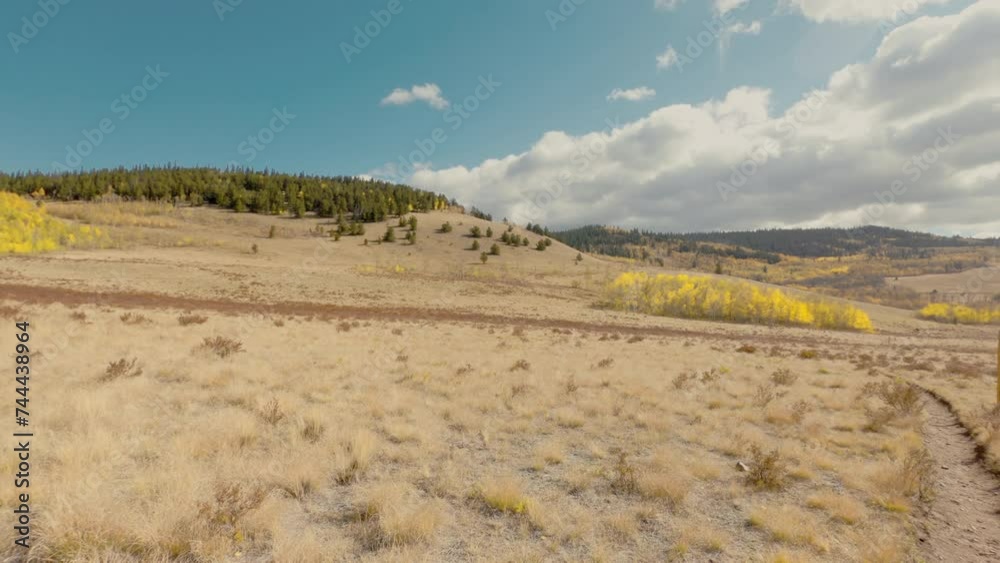 Yellow aspen trees in the fall in Kenosha Pass, Colorado