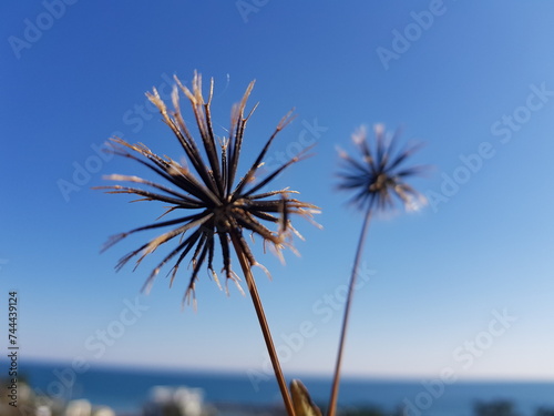 Spanish needles having spiky fruits (under the cloudless sky) © pillarmaker