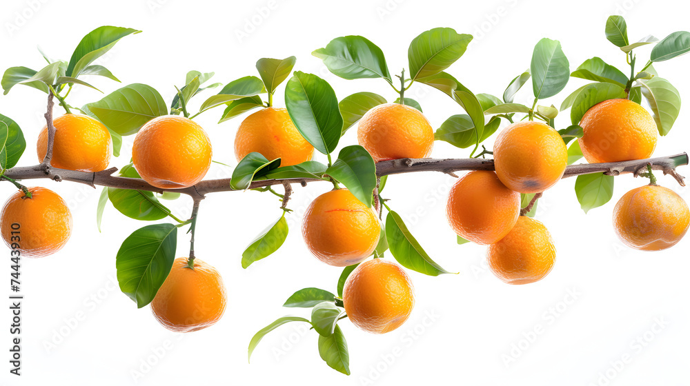 tree branch with oranges and green leaves. tree branch with oranges and green leaves.