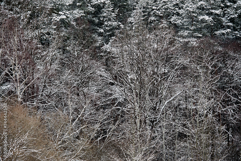 forest covered with snow. winter forest texture forest covered with snow. winter forest texture