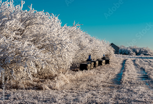 Rime frost on trees and barns, Keoma, Rocky View County, Alberta, Canada photo