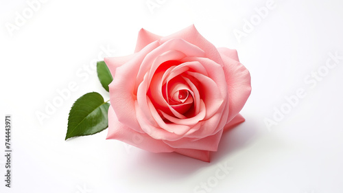 Rose isolated on a stark white background