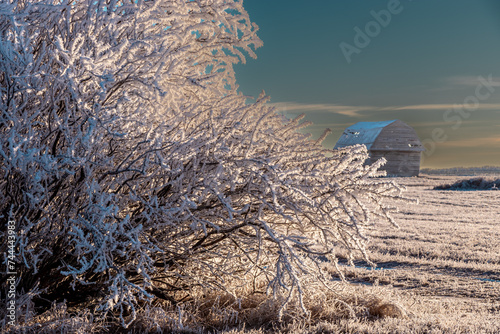 Rime frost on trees and barns, Keoma, Rocky View County, Alberta, Canada photo